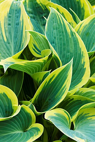 CLOSE_UP_OF_LEAF_OF_HOSTA_FIRST_FROST