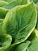 CLOSE UP OF LEAF OF HOSTA DIANA REMEMBERED