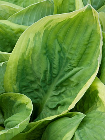 CLOSE_UP_OF_LEAF_OF_HOSTA_DIANA_REMEMBERED