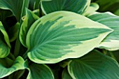 CLOSE UP OF LEAF OF HOSTA CHANTILLY LACE