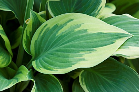 CLOSE_UP_OF_LEAF_OF_HOSTA_CHANTILLY_LACE
