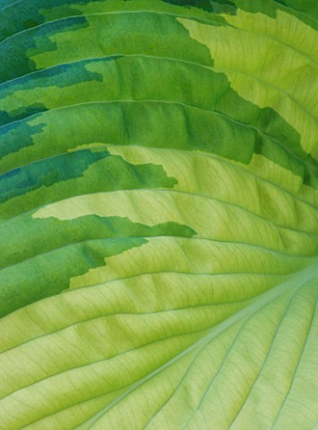 CLOSE_UP_ABSTRACT_IMAGE_OF_THE_GREEN_FOLIAGE_OF_HOSTA_ESKIMO_PIE