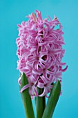 CLOSE UP IMAGE OF PINK FLOWERS OF HYACINTH PINK PEARL AGAINST BLUE BACKGROUND