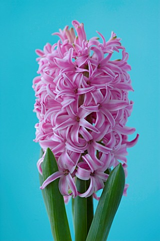 CLOSE_UP_IMAGE_OF_PINK_FLOWERS_OF_HYACINTH_PINK_PEARL_AGAINST_BLUE_BACKGROUND
