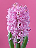 CLOSE UP IMAGE OF PINK FLOWERS OF HYACINTH PINK PEARL AGAINST PINK BACKGROUND