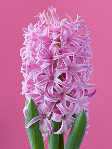 CLOSE_UP_IMAGE_OF_PINK_FLOWERS_OF_HYACINTH_PINK_PEARL_AGAINST_PINK_BACKGROUND