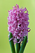 CLOSE UP IMAGE OF PINK FLOWERS OF HYACINTH PINK PEARL AGAINST YELLOW BACKGROUND