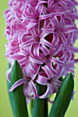 CLOSE UP IMAGE OF PINK FLOWERS OF HYACINTH PINK PEARL AGAINST YELLOW BACKGROUND