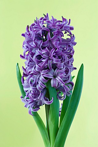 CLOSE_UP_IMAGE_OF_HYACINTH_BLUE_PEARL_AGAINST_YELLOW_BACKGROUND