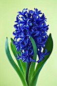 CLOSE UP OF BLUE FLOWERS OF HYACINTH BLUE STAR AGAINST YELLOW BACKGROUND