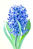 MANIPULATED IMAGE - DE- SATURATED CLOSE UP OF BLUE FLOWERS OF HYACINTH BLUE STAR AGAINST CREAM BACKGROUND