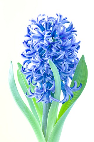 MANIPULATED_IMAGE__DE_SATURATED_CLOSE_UP_OF_BLUE_FLOWERS_OF_HYACINTH_BLUE_STAR_AGAINST_CREAM_BACKGRO