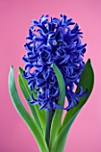 CLOSE UP OF BLUE FLOWERS OF HYACINTH BLUE STAR AGAINST PINK BACKGROUND