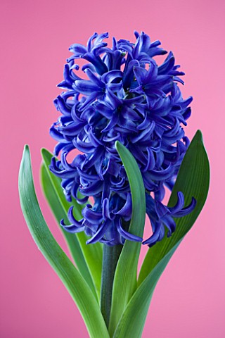 CLOSE_UP_OF_BLUE_FLOWERS_OF_HYACINTH_BLUE_STAR_AGAINST_PINK_BACKGROUND