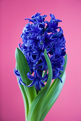 CLOSE_UP_OF_BLUE_FLOWERS_OF_HYACINTH_BLUE_STAR_AGAINST_PINK_BACKGROUND
