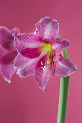 CLOSE_UP_OF_PINK_HIPPEASTRUM_AGAINST_PINK_BACKGROUND