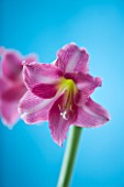 CLOSE UP OF PINK HIPPEASTRUM AGAINST BLUE BACKGROUND