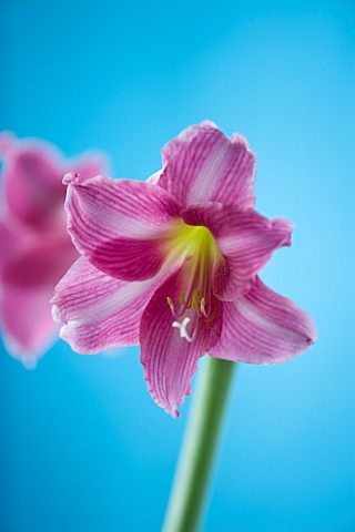CLOSE_UP_OF_PINK_HIPPEASTRUM_AGAINST_BLUE_BACKGROUND
