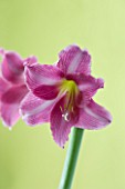 CLOSE UP OF PINK HIPPEASTRUM AGAINST PINK BACKGROUND