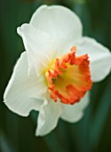 NARCISSUS RING OF FIRE