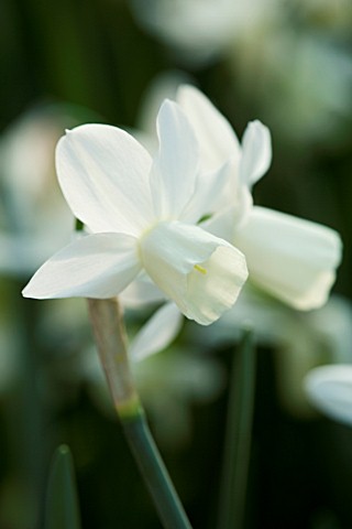 NARCISSUS_ICE_WINGS