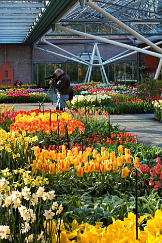 KEUKENHOF_GARDENS__HOLLAND__TULIPS_AND_NARCISSUS_IN_THE_PAVILION