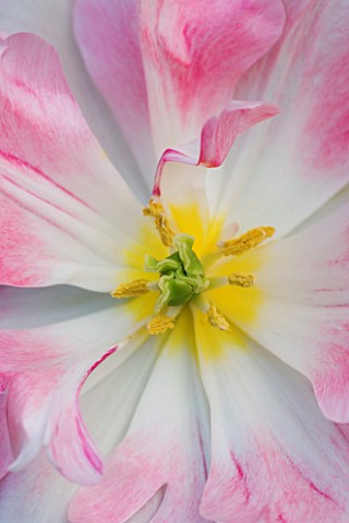 CLOSE_UP_IMAGE_OF_THE_CENTRE_OF_THE_PINK_TULIP_ANGELIQUE