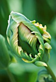 EMERGING BUD OF THE PARROT TULIP GREEN WAVE
