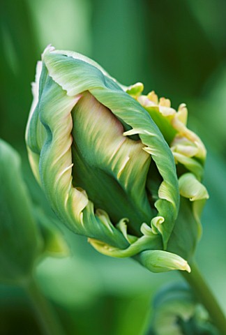EMERGING_BUD_OF_THE_PARROT_TULIP_GREEN_WAVE