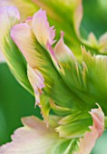 DETAIL OF THE PETAL ON PARROT TULIP GREEN WAVE