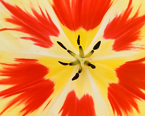 CLOSE_UP_IMAGE_OF_THE_CENTRE_OF_TULIP_BURNING_HEART