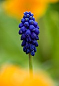 CLOSE UP IMAGE OF THE BLUE FLOWER OF MUSCARI ARMENIACUM AGAINST A YELLOW BACKGROUND
