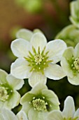 CLOSE UP IMAGE OF THE WHITE FLOWER OF CLEMATIS MARMORARIA AGM - ALPINE