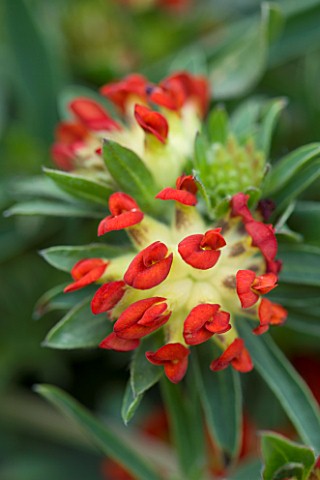 RED_FLOWERS_OF_ANTHYLLIS_VULNERARIA_VAR_COCCINEA
