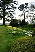 THE OLD RECTORY  HASELBECH  NORTHAMPTONSHIRE: DAFFODILS (NARCISSI) IN THE WOODLAND IN SPRING