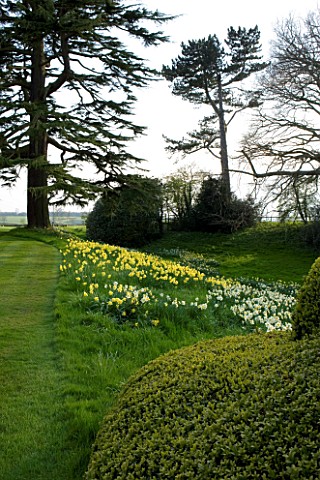 THE_OLD_RECTORY__HASELBECH__NORTHAMPTONSHIRE_DAFFODILS_NARCISSI_IN_THE_WOODLAND_IN_SPRING