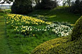 THE OLD RECTORY  HASELBECH  NORTHAMPTONSHIRE: DAFFODILS (NARCISSI) IN THE WOODLAND IN SPRING