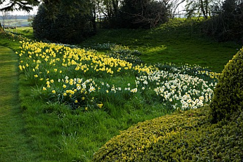 THE_OLD_RECTORY__HASELBECH__NORTHAMPTONSHIRE_DAFFODILS_NARCISSI_IN_THE_WOODLAND_IN_SPRING