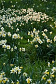 THE OLD RECTORY  HASELBECH  NORTHAMPTONSHIRE: DAFFODILS (NARCISSI) IN THE GRASS IN SPRING