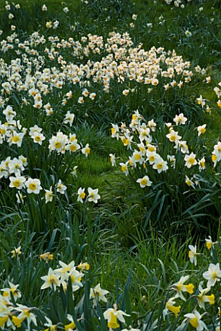 THE_OLD_RECTORY__HASELBECH__NORTHAMPTONSHIRE_DAFFODILS_NARCISSI_IN_THE_GRASS_IN_SPRING