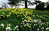 THE OLD RECTORY  HASELBECH  NORTHAMPTONSHIRE: DAFFODILS (NARCISSI) IN THE GRASS IN SPRING
