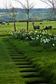 THE OLD RECTORY  HASELBECH  NORTHAMPTONSHIRE: DAFFODILS (NARCISSI) IN THE GRASS IN SPRING BESIDE THE LAWN WITH PATH AND ROE DEER IN DRIFTWOOD BY HEATHER JANSCH