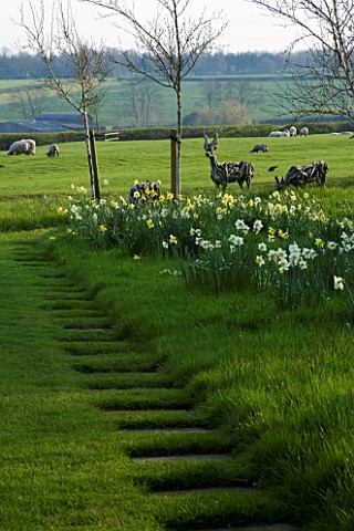 THE_OLD_RECTORY__HASELBECH__NORTHAMPTONSHIRE_DAFFODILS_NARCISSI_IN_THE_GRASS_IN_SPRING_BESIDE_THE_LA