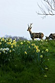 THE OLD RECTORY  HASELBECH  NORTHAMPTONSHIRE: DAFFODILS (NARCISSI) IN THE GRASS IN SPRING BESIDE THE LAWN WITH ROE DEER IN DRIFTWOOD BY HEATHER JANSCH