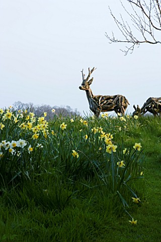THE_OLD_RECTORY__HASELBECH__NORTHAMPTONSHIRE_DAFFODILS_NARCISSI_IN_THE_GRASS_IN_SPRING_BESIDE_THE_LA