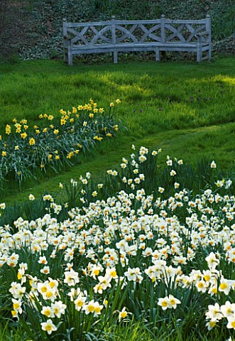 THE_OLD_RECTORY__HASELBECH__NORTHAMPTONSHIRE_DAFFODILS_NARCISSI_IN_THE_GRASS_IN_SPRING_WITH_BEAUTIFU