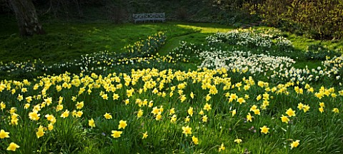 THE_OLD_RECTORY__HASELBECH__NORTHAMPTONSHIRE_DAFFODILS_NARCISSI_IN_THE_GRASS_IN_SPRING_WITH_BEAUTIFU