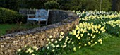 THE OLD RECTORY  HASELBECH  NORTHAMPTONSHIRE: DAFFODILS - NARCISSUS BINKIE AND BARLEYTHORPE IN SPRING - STONE WALL AND WOODEN SEAT/BNECH IN BACKGROUND. EVENING LIGHT