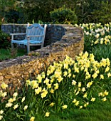 THE OLD RECTORY  HASELBECH  NORTHAMPTONSHIRE: DAFFODILS - NARCISSUS BINKIE AND BARLEYTHORPE IN SPRING - STONE WALL AND WOODEN SEAT/BNECH IN BACKGROUND. EVENING LIGHT