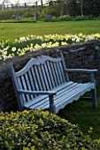 THE OLD RECTORY  HASELBECH  NORTHAMPTONSHIRE: DAFFODILS - NARCISSUS BINKIE AND BARLEYTHORPE IN SPRING - STONE WALL AND WOODEN SEAT/BENCH IN BACKGROUND. EVENING LIGHT